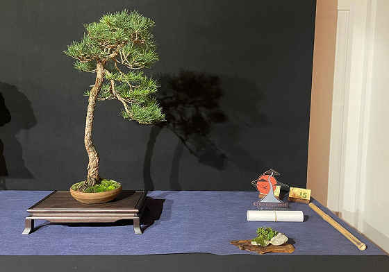 LAB Partecipazione alla Mostra Bonsai del Triveneto