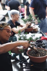 Trofeo Ricordando mostra Bonsai in Primo Piano a Staranzano