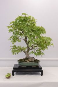 Bonsai in Mostra al Major - Una passeggiata tra gli alberi - Edizione 2026 - Laboratorio d'Arte Bonsai Staranzano