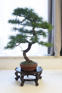 Bonsai in Mostra al Major - Una passeggiata tra gli alberi - Edizione 2026 - Laboratorio d'Arte Bonsai Staranzano