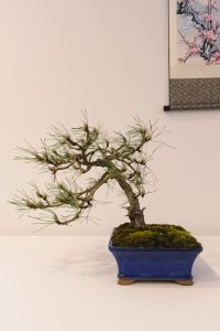 Bonsai in Mostra al Major - Una passeggiata tra gli alberi - Edizione 2026 - Laboratorio d'Arte Bonsai Staranzano
