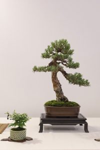 Bonsai in Mostra al Major - Una passeggiata tra gli alberi - Edizione 2026 - Laboratorio d'Arte Bonsai Staranzano