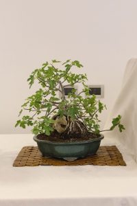 Bonsai in Mostra al Major - Una passeggiata tra gli alberi - Edizione 2026 - Laboratorio d'Arte Bonsai Staranzano
