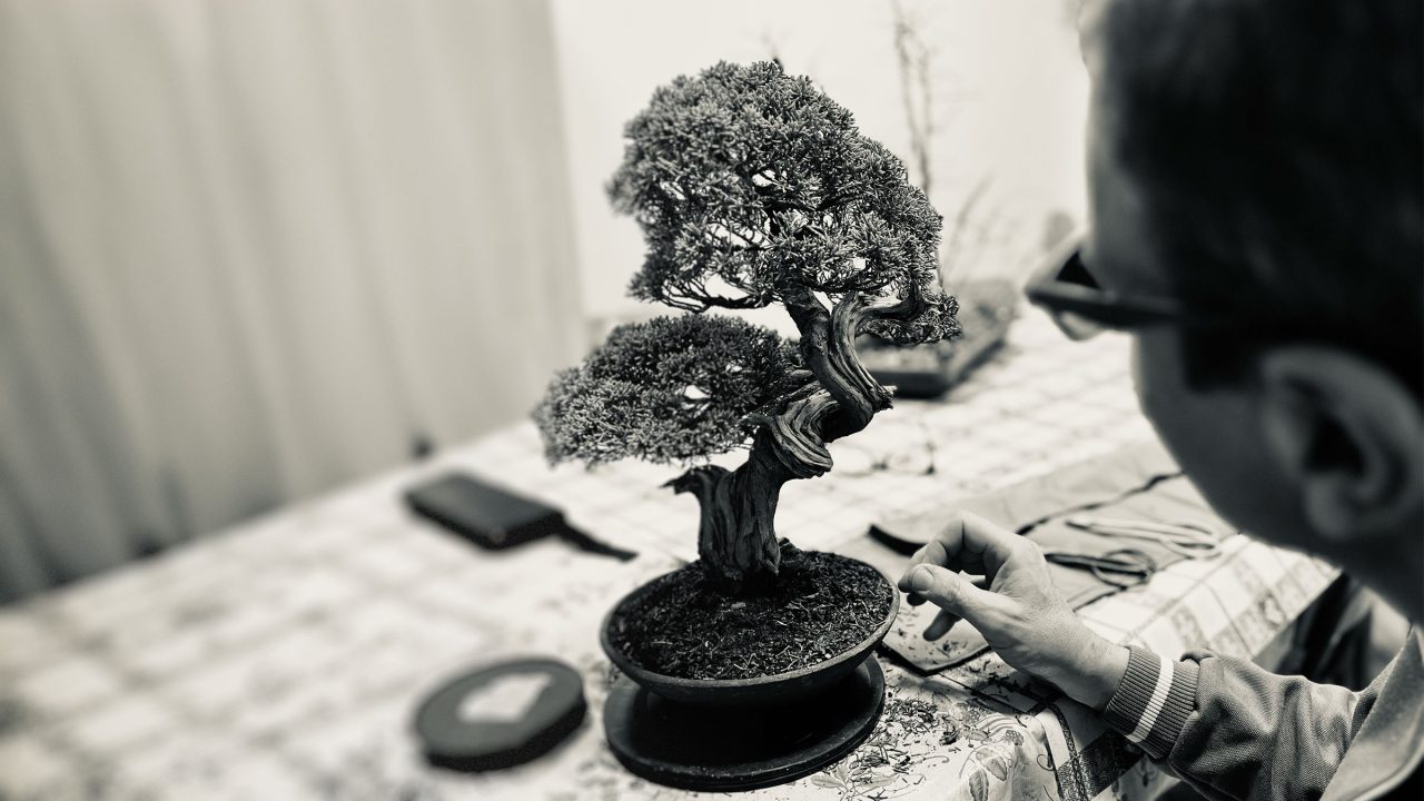 Laboratorio d’Arte Bonsai Staranzano Bonsai in Mostra al Major - Una passeggiata tra gli alberi - Edizione 2026 - Laboratorio d'Arte Bonsai Staranzano